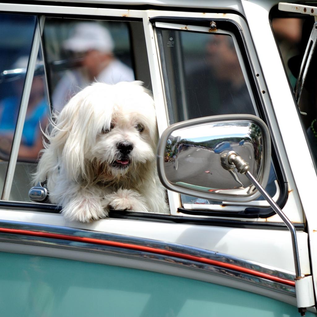 Input photo: a white dog leaning out of a car window